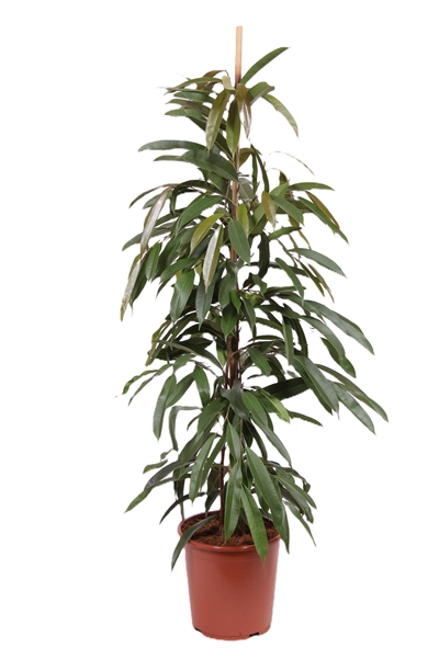 Ficus Amstel King