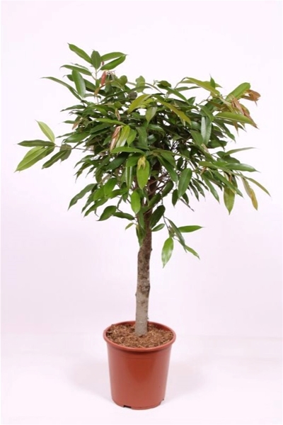 Ficus Amstel King Stam