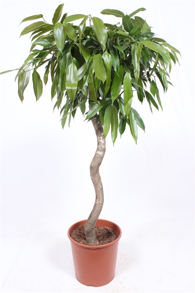 Ficus Amstel King Spirale