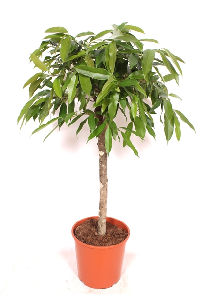 Ficus Amstel King Stam