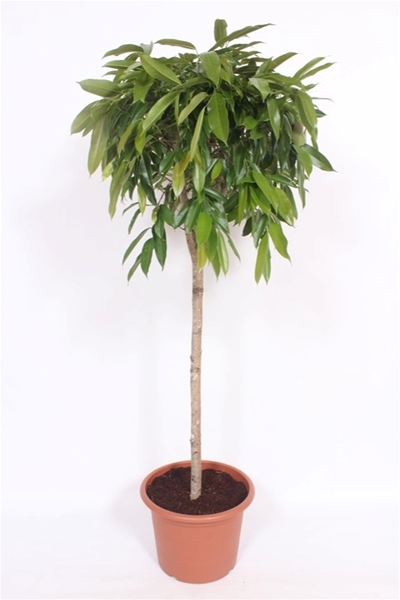 Ficus Amstel King 