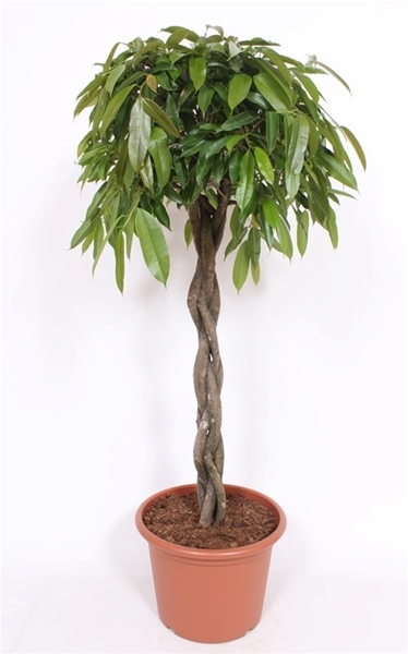 Ficus Amstel King 