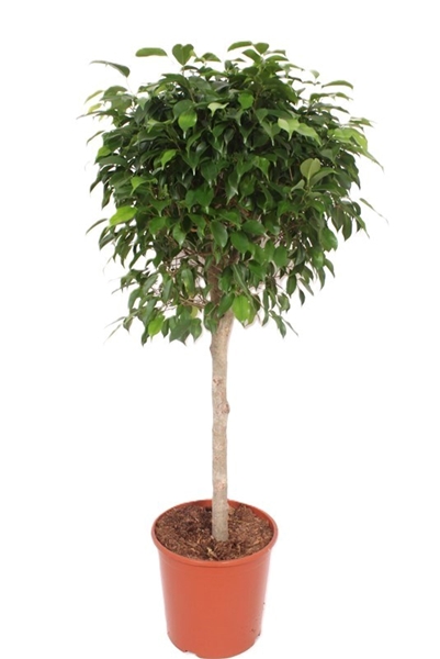 Ficus Columnar 