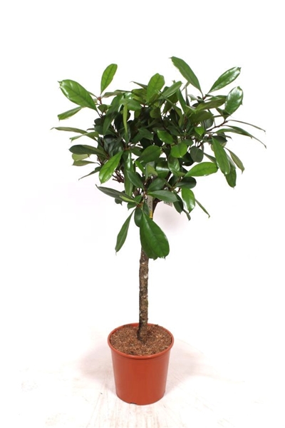 Ficus Cyathistipula