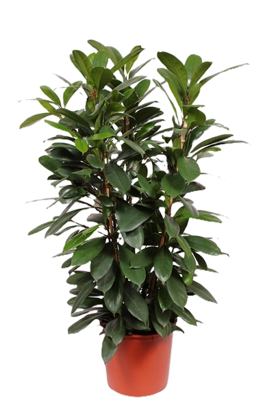 Ficus Cyathistipula 3pp