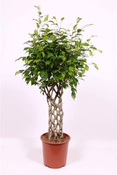 Ficus Benjamina Exotica Cylinder