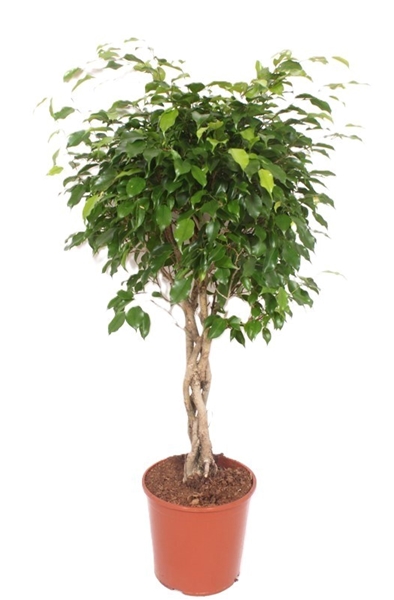 Ficus Exotica 