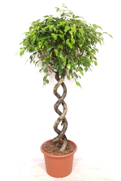 Ficus Exotica 