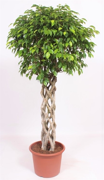Ficus Exotica 