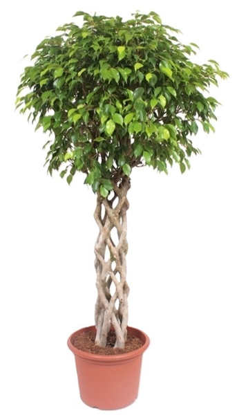 Ficus Exotica 