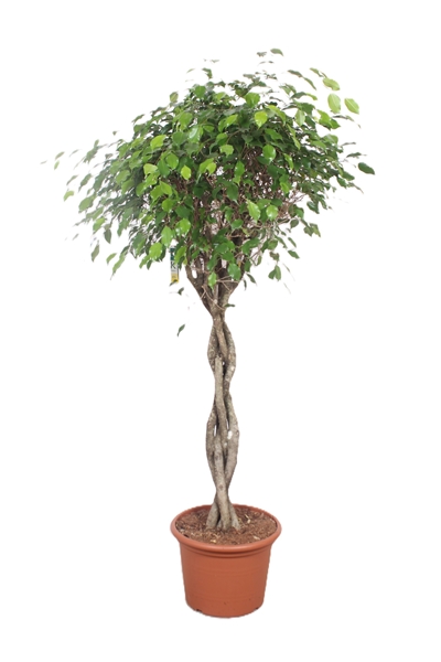 Ficus Exotica 