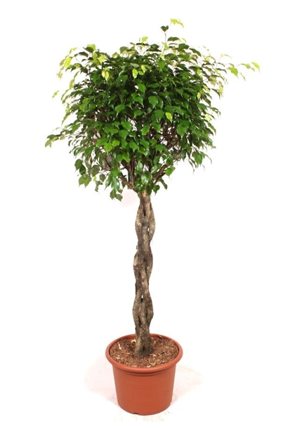 Ficus Exotica 