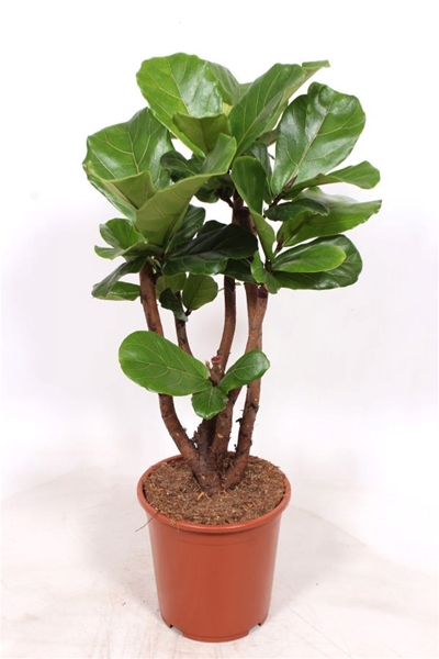 Ficus Lyrata Verzweigt