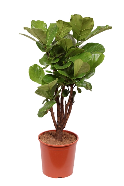 Ficus Lyrata Verzweigt