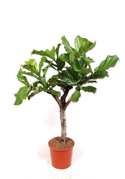 Ficus Lyrata