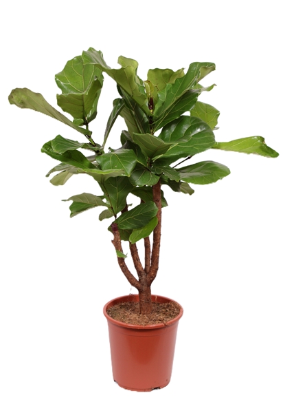 Ficus Lyrata