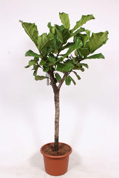 Ficus Lyrata Stam