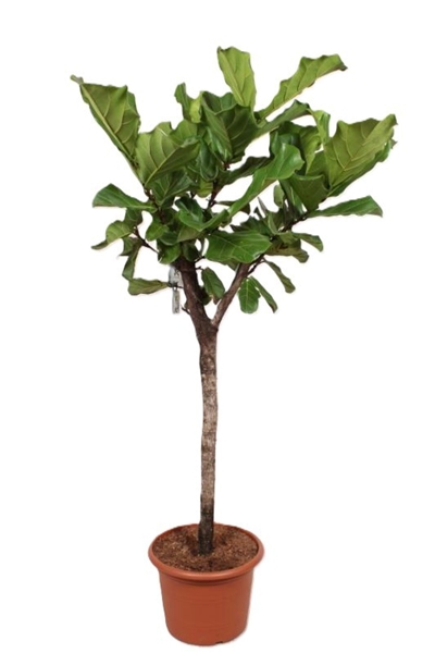 Ficus Lyrata Stam