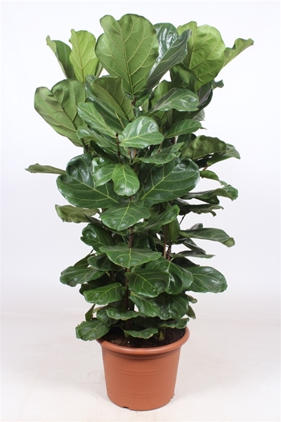 Ficus Lyrata 