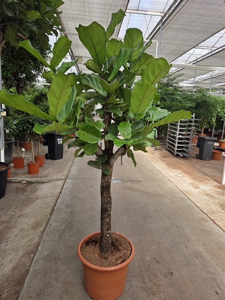 Ficus Lyrata
