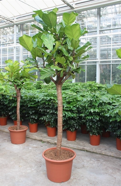 Ficus Lyrata Stam