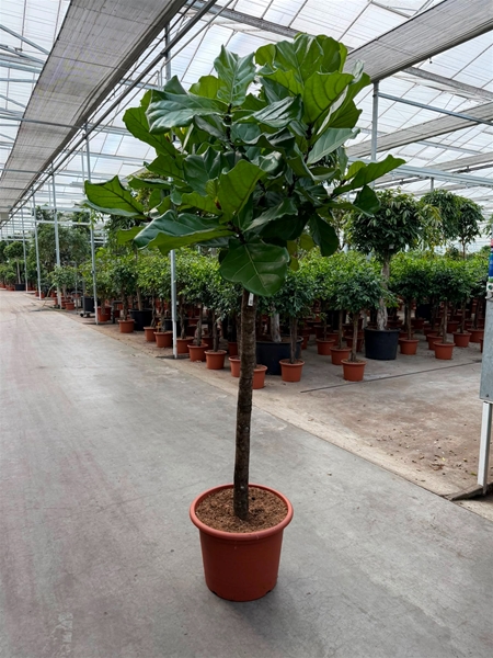Ficus Lyrata Stam