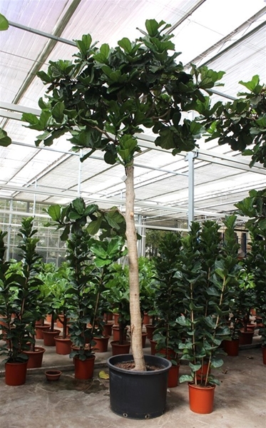 Ficus Lyrata Stam