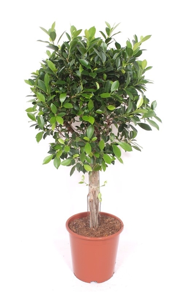 Ficus Nitida Stam