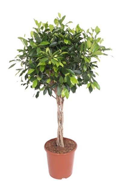 Ficus Nitida