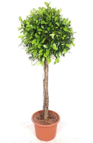 Ficus Nitida 
