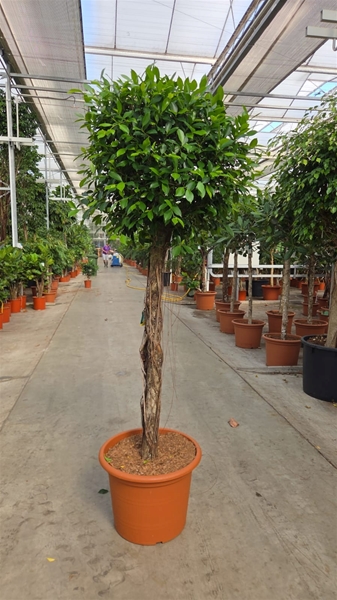 Ficus Nitida