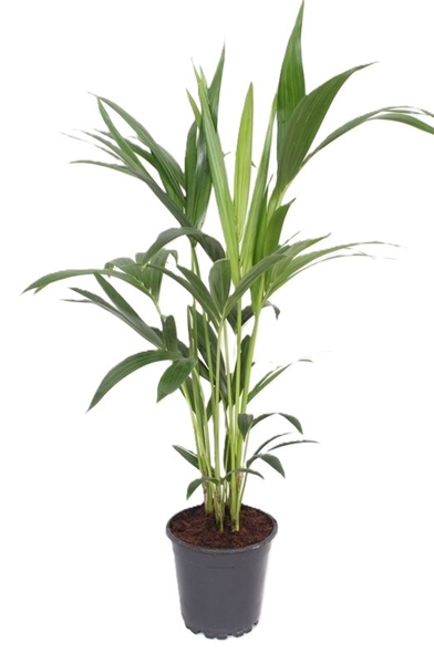 Kentia Howea Forsteriana