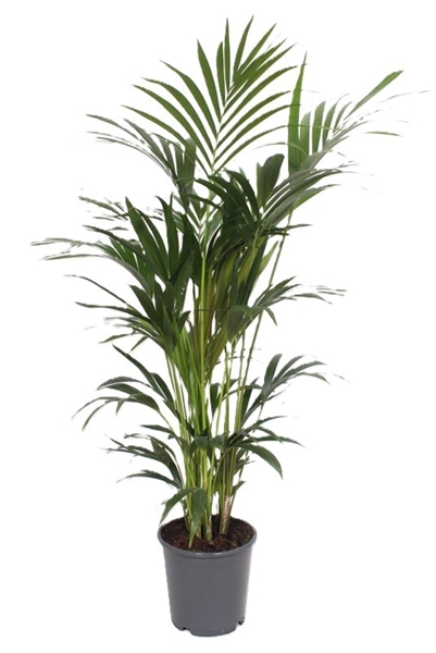 Kentia Howea Forsteriana