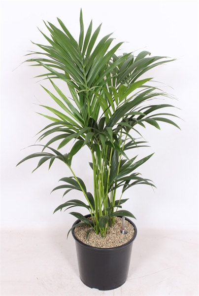 Howea forsteriana 6 per pot