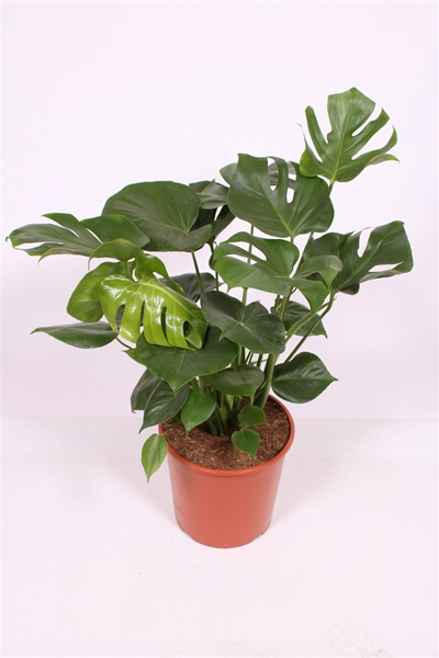 Monstera Deliciosa