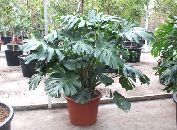 Monstera Deliciosa