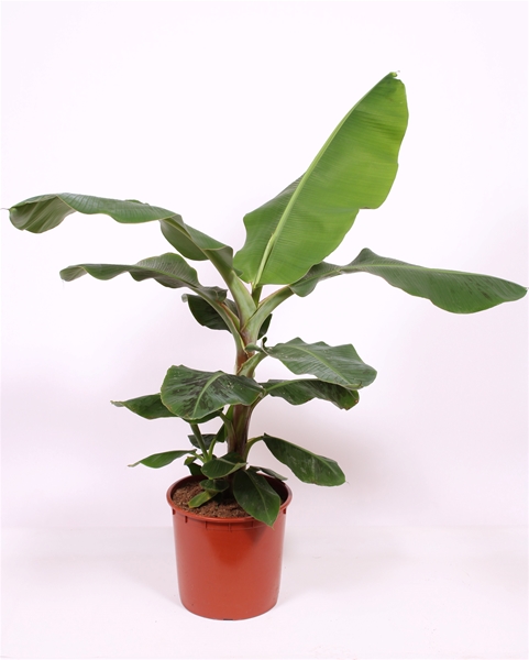 Musa Dwarf Cavendish 