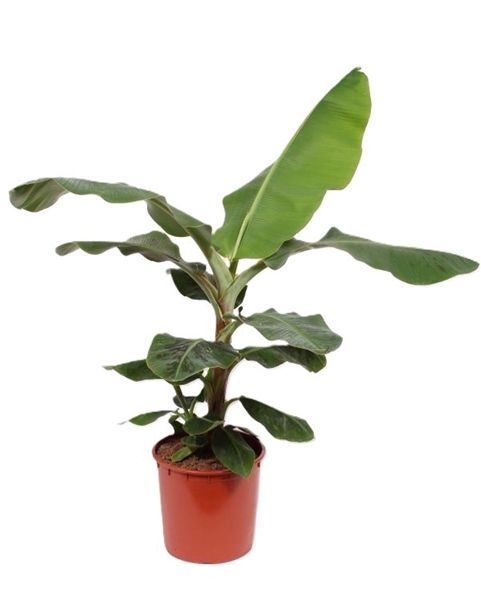 Musa Dwarf Cavendish 