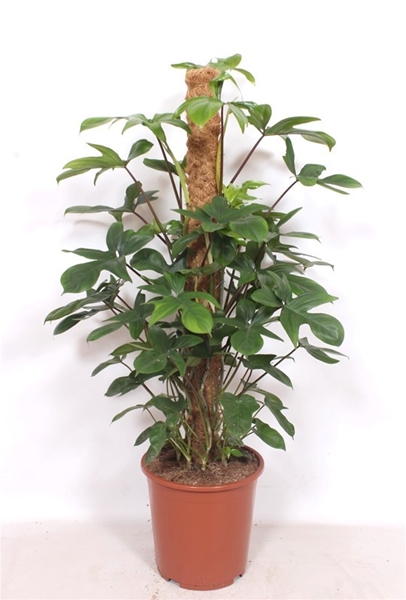 Philodendron Pedatum Mosstab