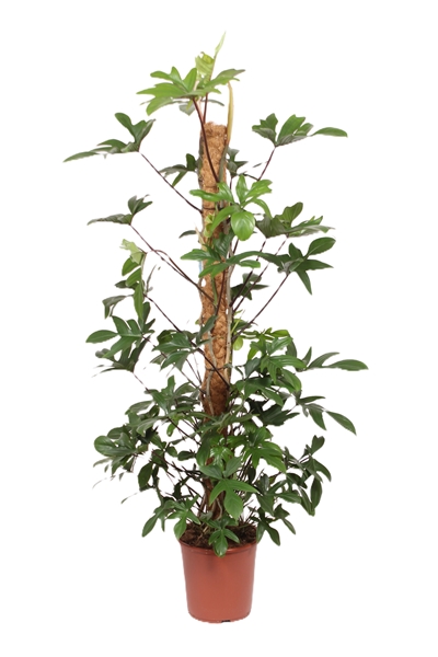 Philodendron Pedatum Mosstab