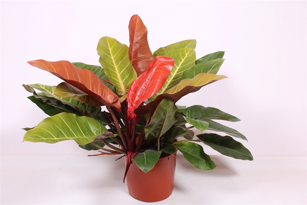 Philodendron Prince of Orange