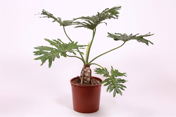 Philodendron Selloum
