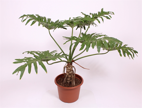 Philodendron Selloum