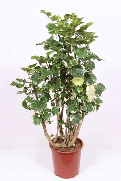 Polyscias Balfouriana