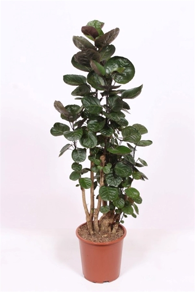 Polyscias Fabian