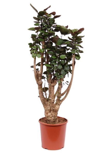 Polyscias Fabian
