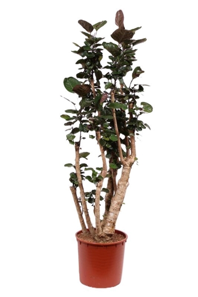 Polyscias Fabian