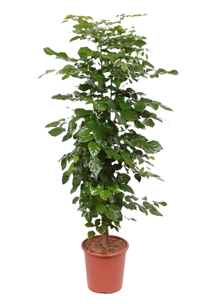 Radermachera Hainanensis Stam