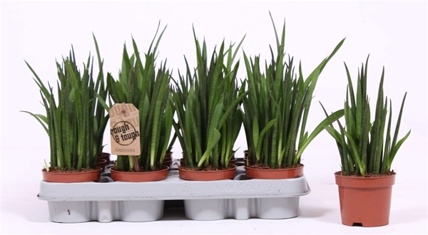 Sansevieria Bacularis