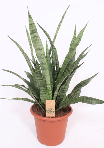 Sansevieria Diamond Green